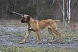 CANE CORSO 727